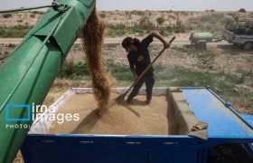 خرید تضمینی گندم از محل اوراق دولتی/پرداخت ۶۲ همت اعتبار به تولید دام و طیور