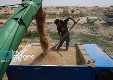 خرید تضمینی گندم از محل اوراق دولتی/پرداخت ۶۲ همت اعتبار به تولید دام و طیور